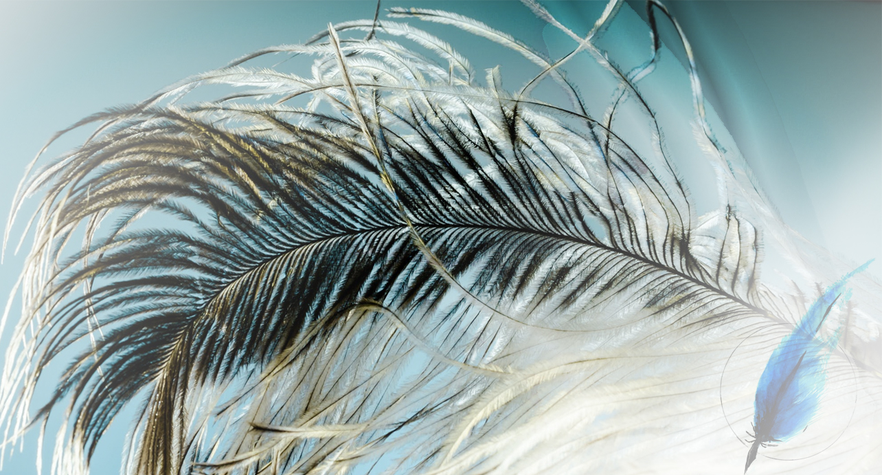 Plumes Indépendantes